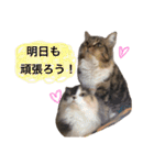 仲良し3匹の猫スタンプ（個別スタンプ：26）