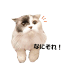 仲良し3匹の猫スタンプ（個別スタンプ：27）
