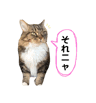 仲良し3匹の猫スタンプ（個別スタンプ：30）