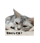うちの雪ちゃん（個別スタンプ：2）