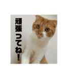もっちーのスタンプ2（個別スタンプ：6）