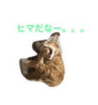 虎之助のすたんぷ（個別スタンプ：7）