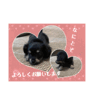 ちわっくす シュカ楽しい毎日にしたいな（個別スタンプ：6）