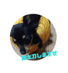 ちわっくす シュカ楽しい毎日にしたいな（個別スタンプ：12）