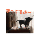 ちわっくす シュカ楽しい毎日にしたいな（個別スタンプ：14）