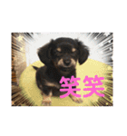ちわっくす シュカ楽しい毎日にしたいな（個別スタンプ：20）