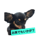 ちわっくす シュカ楽しい毎日にしたいな（個別スタンプ：24）