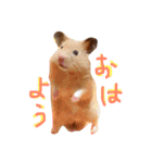 はむとむあげ①（個別スタンプ：1）