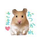 はむとむあげ①（個別スタンプ：2）