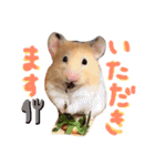 はむとむあげ①（個別スタンプ：5）