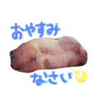 はむとむあげ①（個別スタンプ：11）