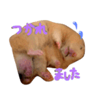 はむとむあげ①（個別スタンプ：13）