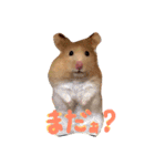 はむとむあげ①（個別スタンプ：14）
