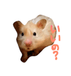はむとむあげ①（個別スタンプ：15）