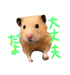 はむとむあげ①（個別スタンプ：16）