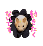 はむとむあげ①（個別スタンプ：20）