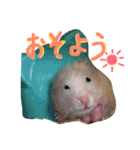 はむとむあげ①（個別スタンプ：24）