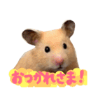 はむとむあげ①（個別スタンプ：25）