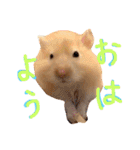 はむとむあげ①（個別スタンプ：27）