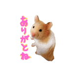 はむとむあげ①（個別スタンプ：35）