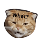 猫がしゃべる（個別スタンプ：1）