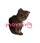 猫がしゃべる（個別スタンプ：2）