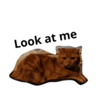 猫がしゃべる（個別スタンプ：4）