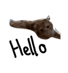 猫がしゃべる（個別スタンプ：5）