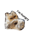 猫がしゃべる（個別スタンプ：7）