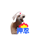 トイプードル朝陽（日常編）（個別スタンプ：3）