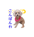 トイプードル朝陽（日常編）（個別スタンプ：7）