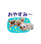トイプードル朝陽（日常編）（個別スタンプ：8）