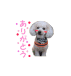 トイプードル朝陽（日常編）（個別スタンプ：10）