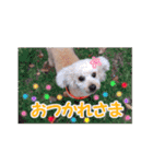 トイプードル朝陽（日常編）（個別スタンプ：13）