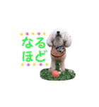 トイプードル朝陽（日常編）（個別スタンプ：15）