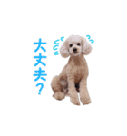 トイプードル朝陽（日常編）（個別スタンプ：16）
