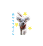 トイプードル朝陽（日常編）（個別スタンプ：20）