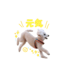 トイプードル朝陽（日常編）（個別スタンプ：23）