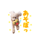 トイプードル朝陽（日常編）（個別スタンプ：26）