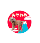 トイプードル朝陽（日常編）（個別スタンプ：29）