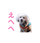 トイプードル朝陽（日常編）（個別スタンプ：32）