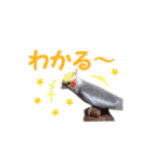 トイプードル朝陽（日常編）（個別スタンプ：37）
