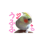 トイプードル朝陽（日常編）（個別スタンプ：38）