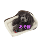 トイプ まーさん（個別スタンプ：3）