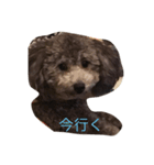 トイプ まーさん（個別スタンプ：4）