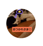 ほんにゃらこ（個別スタンプ：8）
