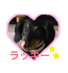 ダックスちゃんの日常2（個別スタンプ：4）