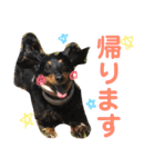 ダックスちゃんの日常2（個別スタンプ：5）