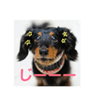 ダックスちゃんの日常2（個別スタンプ：10）