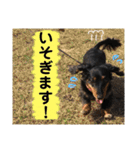 ダックスちゃんの日常2（個別スタンプ：12）